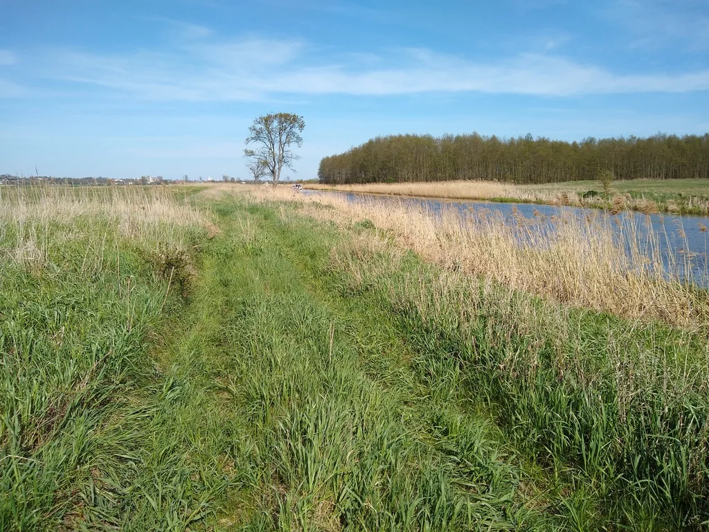 Słabo widoczna nadrzeczna droga zarośnięta wysoką trawą.