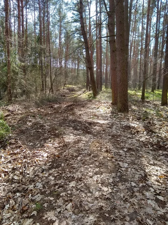 Droga przez las, a raczej delikatna sugestia, że takowa się tam znajduje.