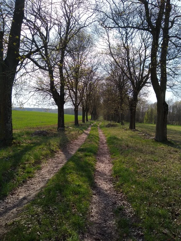 Polna droga otoczona drzewami. W oddali widać las.