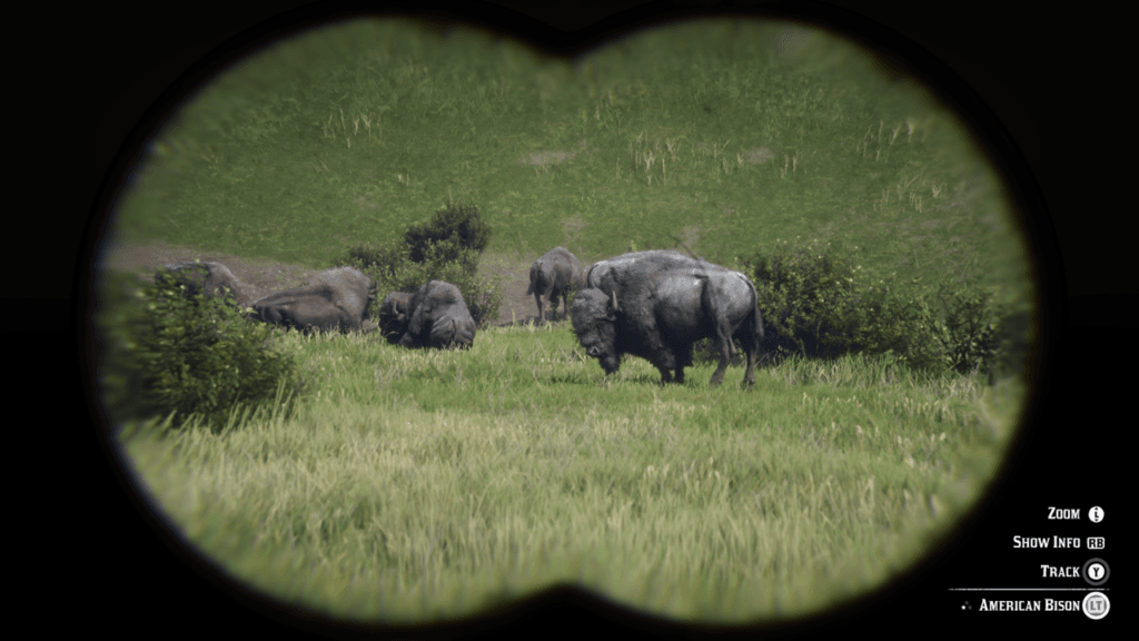 Grupa bizonów widziana przez lornetkę. Osobnik na pierwszym planie podniósł łeb i bokiem patrzy w naszą stronę. Trochę dalej widać kilka sztuk leżących na trawie.