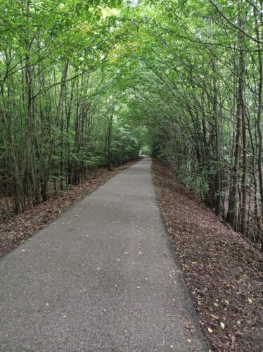 Zielony tunel drzew rosnących po bokach asfaltowej drogi dla rowerów biegnącej na nasypie i w oddali skręcającej w lewo.