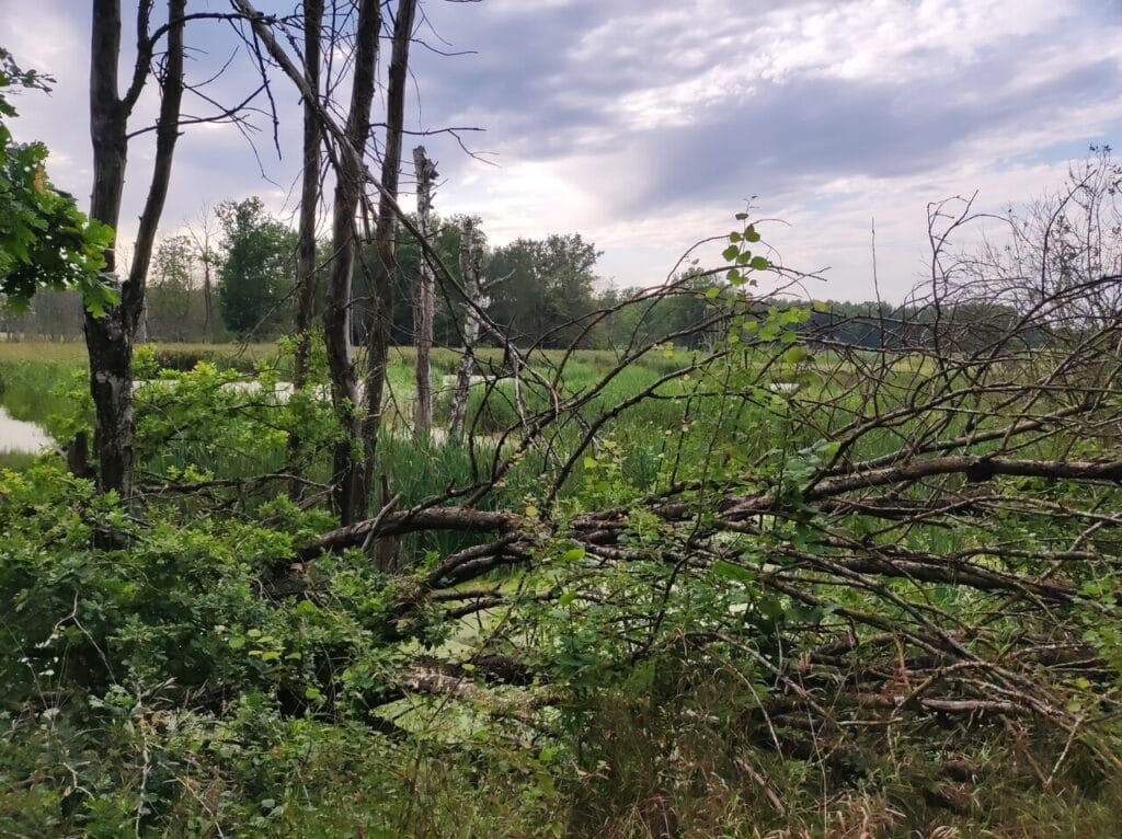 Mokradła, albo bardzo zarośnięte jezioro. Na pierwszym planie przewrócone, martwe drzewo, dalej sitowie i fragmenty pokrytej zieloną rzęsą wody.