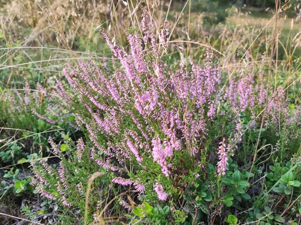 Kępa wrzosów w ciepłym wieczornym świetle.