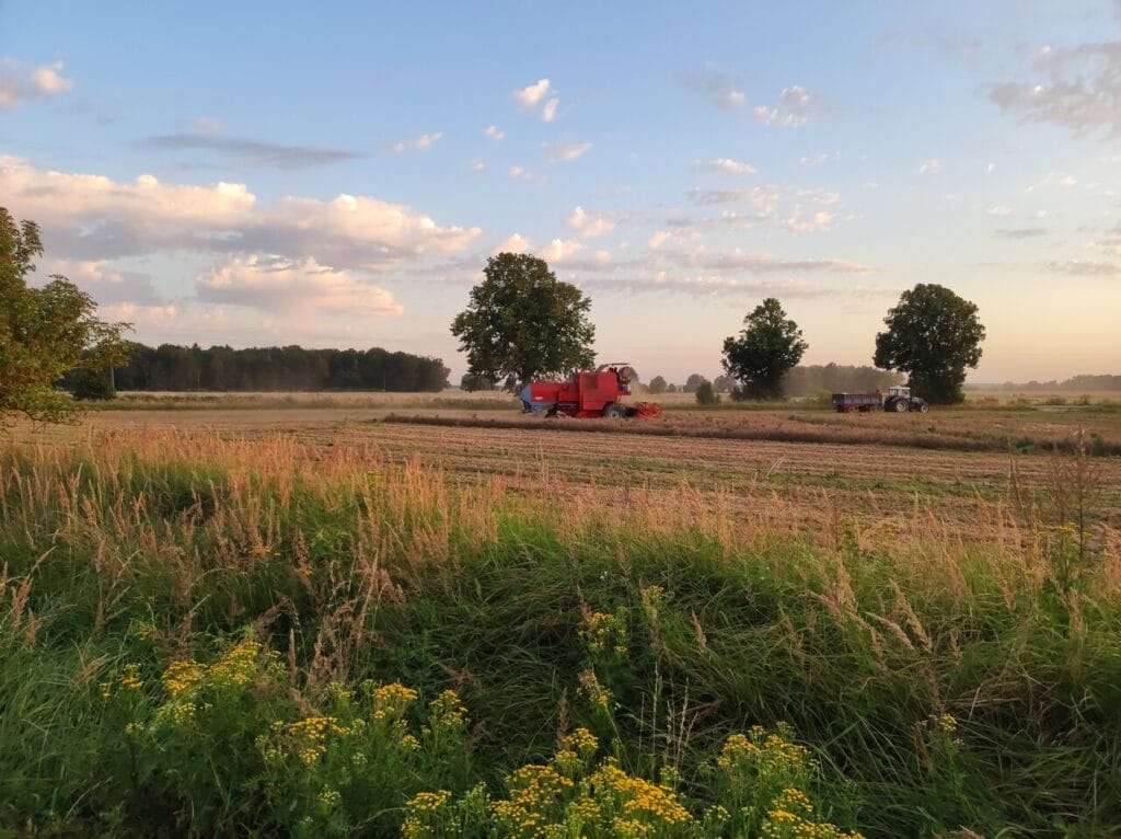 Czerwony kombajn Bizon pracuje na polu. Obok stoi traktor z przyczepą.