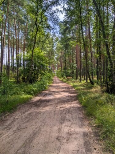 Gruntowa droga przez rzadki, zielony las.