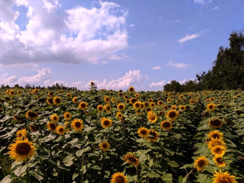 Pole kwitnących słoneczników pod błękitnym niebem z białymi chmurami.