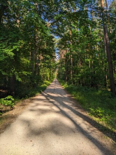 Prosta i równa droga szutrowa przez zielony, mieszany las w słoneczny dzień.