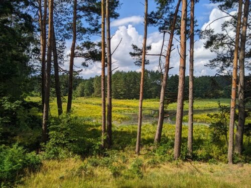 Rozlewisko albo mocno zarośnięte sitowiem jezioro widziane przez rzadki rząd sosem.