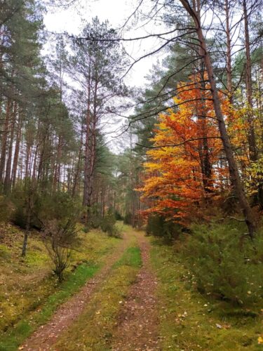 Droga przez mieszany las. Pomiędzy zielonymi drzewami iglastymi wyróżnia się płonące intensywnymi żółciami i pomarańczami nieduże drzewo liściaste.