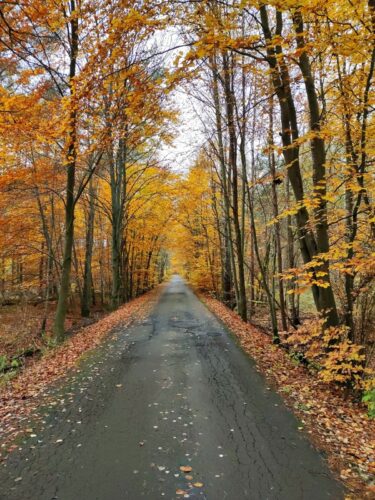 Zniszczona asfaltowa droga przez jesienny, las liściasty. Pod drzewami na poboczach pełno brązowych liści, ale jeszcze sporo żółtych i pomarańczowych wisi na drzewach.