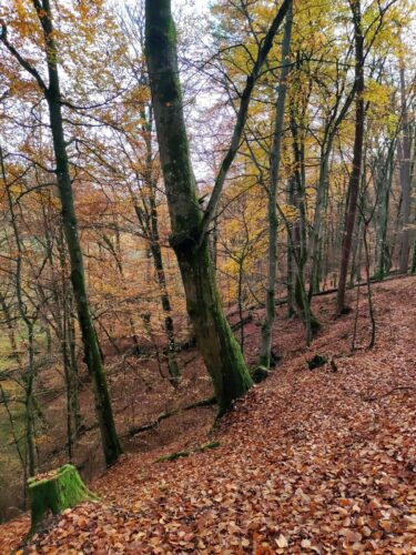Zbocze usłanego brązowymi liśćmi pagórka w liściastym lesie. W lewym dolnym rogu z liści wystaje porośnięty jasnozielonym mchem nieduży pieniek.