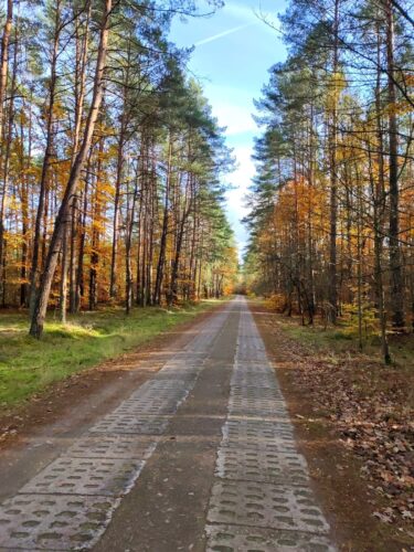 Prosta droga z betonowych, ażurowych płyt prowadząca przez mieszany las. Pomiędzy zielonymi sosnami są widać pomarańczowe drzewa liściaste.