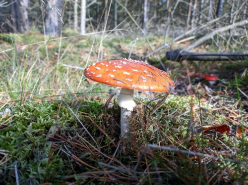 Czerwony muchomor stoi w ściółce a w tle młody las.