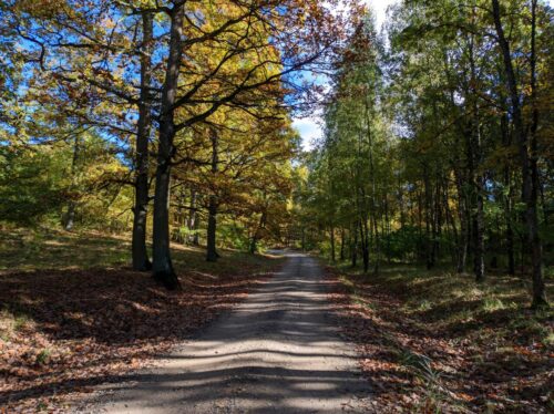 Szutrowa droga przez las. Część liści na drzewach jest już żółta.