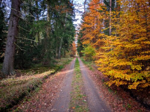 Prosta, gruntowa droga przez las. Po lewej stronie drogi przeważają zielone świerki, po prawej drzewa liściaste o żółtych i pomarańczowych liściach.