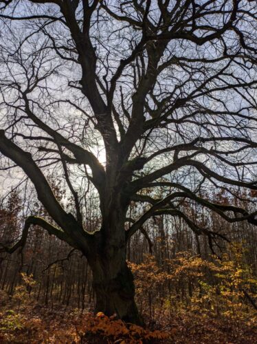 Wielka, niemieszcząca się w kadrze lipa wdziana pod prześwitujące między konarami słońce. W tle gęsty, młody las.