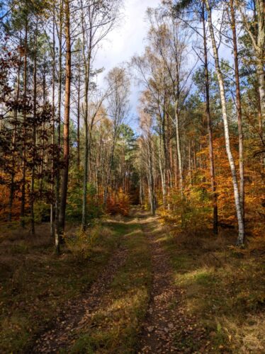 Słabo widoczna, zarośnięta i zasypana opadłymi liśćmi brzozy droga przez mieszany, jesienny las.