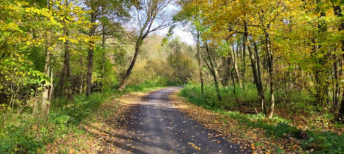 Czarna gruntowa droga o bokach zasypanych opadłymi liśćmi. Po obu stronach rosną drzewa liściaste. Część liści jest jeszcze zielona, część już żółta.