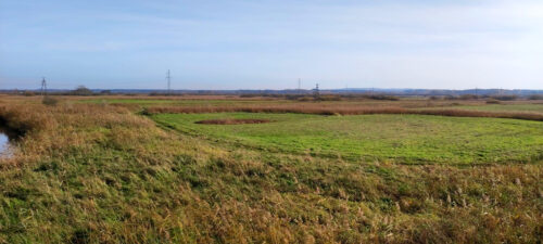 Widok na nadnoteckie łąki poprzecinane kępami suchego sitowia. Trochę dalej widać linie energetyczne.