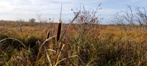 Suche rośliny na podmokłym terenie. Na pierwszym planie owocniki pałki wodnej, które zaczynają rozwiewać puch.