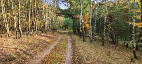 Piaszczysta droga przez brzozowo–sosnowy las. Brzozy mają żółte liście, a ich cześć już opadła na ziemię.