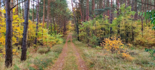 Schodząca w doł wąska leśna droga gruntowa przez las iglasty z podszytem o żółtych liściach.