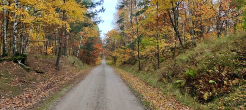 Leśna szutrówka przez piękny, złoto-czerwony jesienny las. Po prawej na poboczu kępa usychających paproci.