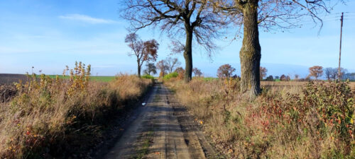 Gruntowa polna droga z pojedynczymi drzewami stojącymi na poboczu. Dzień jest słoneczny a niebo błękitne.