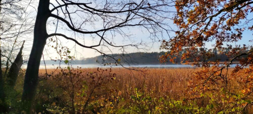 Jezioro w słoneczny, jesienny dzień widziane na brzegu. Na pierwszym planie drzewa, dalej suche sitowie, a za nim tafla jeziora.