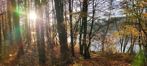Rzadki las na pagórku nad jeziorem, które widać pomiędzy drzewami. W prawym górnym rogu zdjęcia flara słońca.