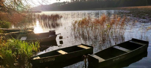 Przy brzegu jeziora, pomiędzy rzadkim sitowiem znajdują się cztery drewniane łodzie pomalowane na zielono z białymi numerami.