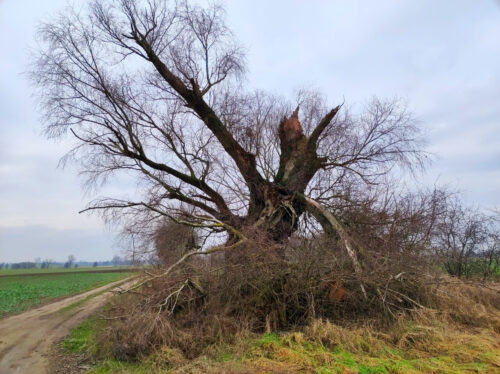 Stara wierzba z odłamanymi konarami stoi przy gruntowej drodze przez pola.