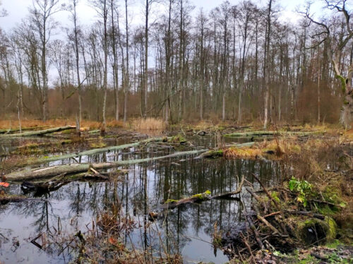 Zalany przez bobry fragment lasu z przewróconymi drzewami leżącymi wodzie.