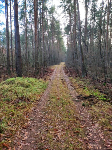 Wąska, częściowo zarośnięta leśna droga posypana brązowymi liśćmi.