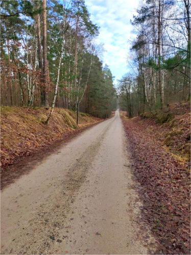 Szutrowa droga przez sosnowy las z brzozami rosnącymi na skraju.