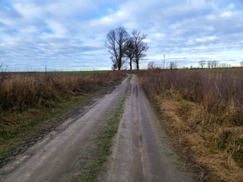 Słoneczny dzień. Gruntowa droga prowadzi przez pola w stronę kępy bezlistnych drzew. Na poboczach sucha trawa i jakies badyle.