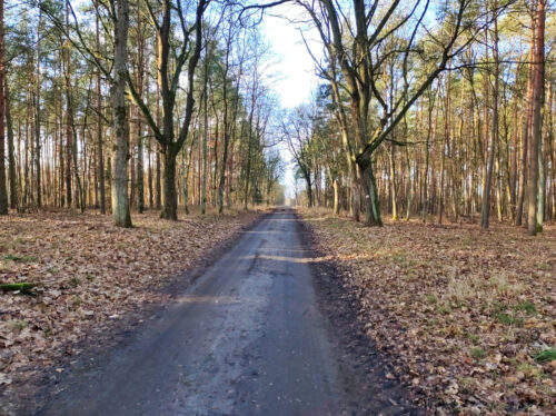 Czarna, prosta droga gruntowa przez mieszany las w słoneczny dzień.