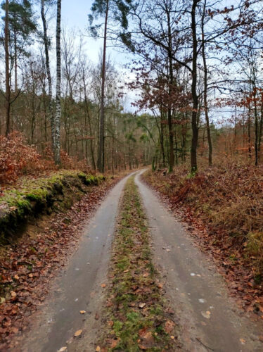 Droga gruntowa przez las z pasem trawy pomiędzy koleinami. Ziemia jest pokryta cienką warstwą lodu i ma lekki połysk.