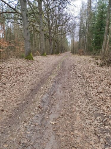 Słabowidoczna droga gruntowa przez mieszany las. Droga ma pas trawy pośrodku pomiędzy koleinami i jest zasypana suchymi liśćmi, tak jak i cały teren pomiędzy drzewami po bokach.
