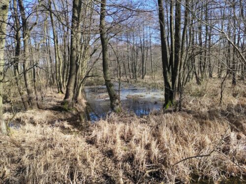 Częściowo zamarznięta woda stojąca między drzewami nadrzecznego lasu zalewowego.
