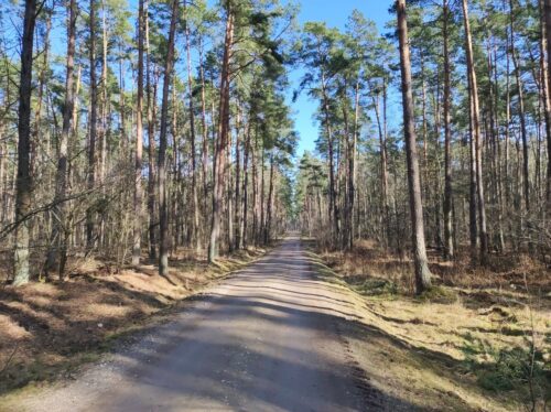 Prosta szutrowa droga przez sosnowy las w słoneczny, wczesnowiosenny dzień.