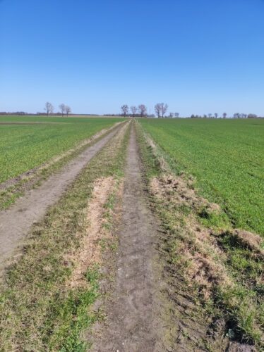Słoneczny dzień. Gruntowa droga przez pola zieleniącego się młodego zboża.