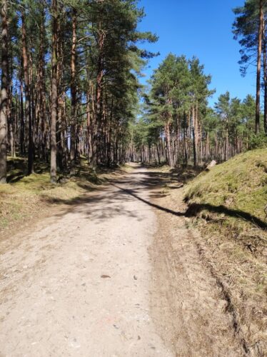 Wąska szutrowa droga przez sosnowy las.