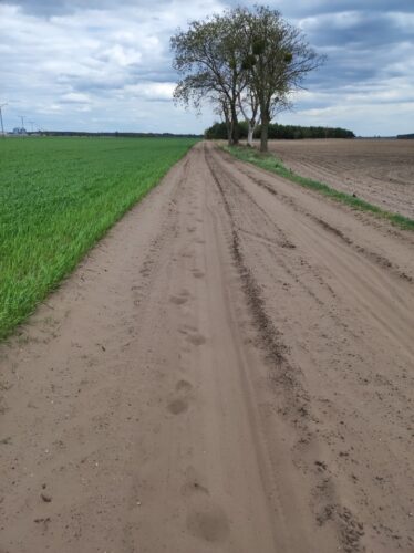 Bardzo piaszczysta polna droga. Pole po prawej jest puste, na tym po lewej zieleni się młode zboże. W piasku widać ślady opon roweru i stóp.