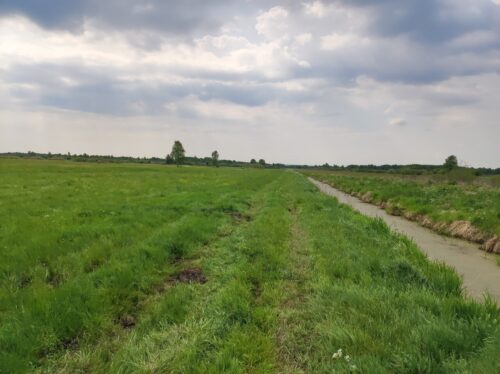 Droga przez łąki prowadząca wzdłuż szerokiego rowu melioracyjnego pokrytego zieloną rzęsą. Droga to dużo powiedziane, są to tylko dwie słabo widoczne koleiny wygniecione w zielonej trawie.
