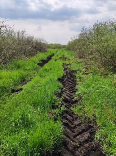Droga przez łąki, a raczej dwie przerywane kępami trawy błotniste koleiny zrobione w torfie przez wielkie opony traktora. 