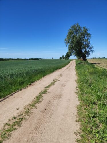 Droga przez pola. Na polu po lewej rośnie zielone zboże, po prawej wschodzi kukurydza.
