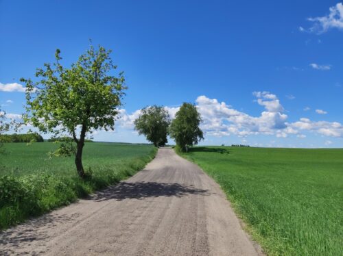 Słoneczny dzień. Szeroka polna droga przy której rosną pojedyncze drzewa. Zboże na polach jest zielone, niebo błękitne a nieliczne chmury białe.