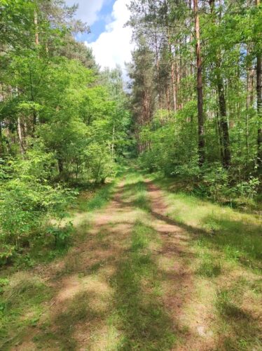 Wąska leśna droga, prawie cała zarośnięta trawą. Dzień jest słoneczny, drzewa zielone, a na błękitnym niebie spora biała chmura.