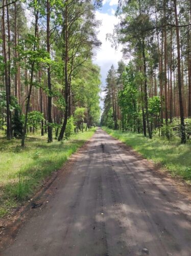 Czarna gruntowa droga, biegnąca prosto jak strzelił przez w większości sosnowy las.